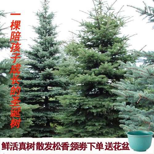 圣诞节装饰挪威云杉圣诞树真树云杉树盆栽抗冻耐寒绿植圣诞松树