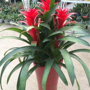 广佛室内客厅盆栽开业乔迁送礼开花大型年花卉鸿运当头红星凤梨花