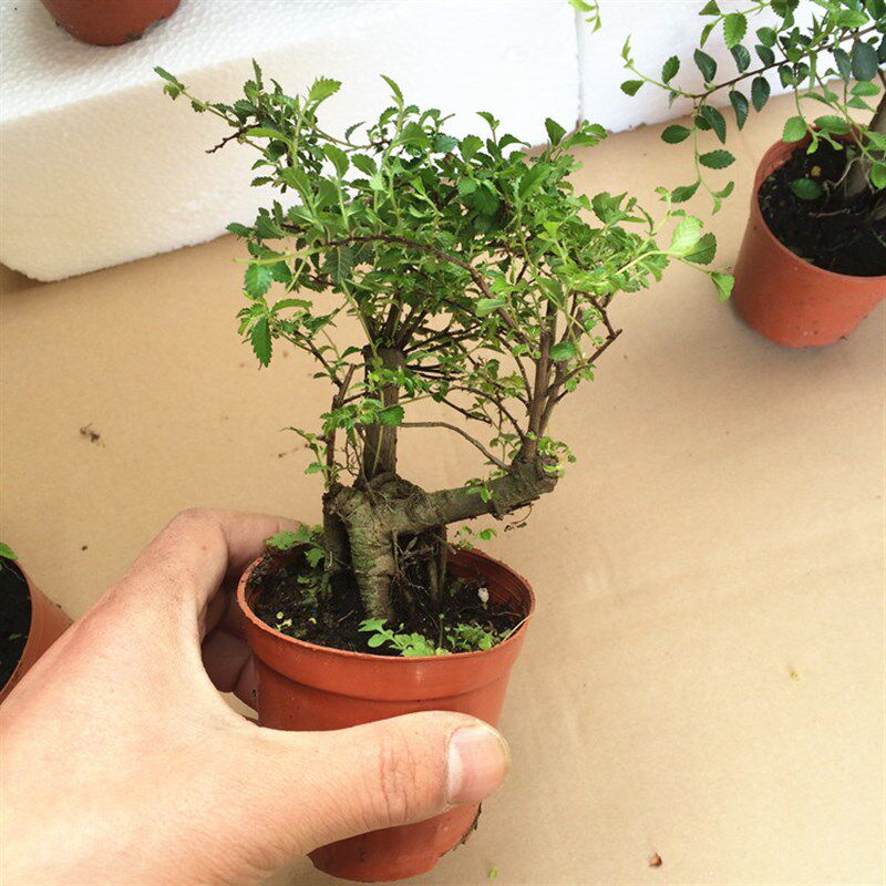 小榆树盆景盆栽树桩小叶榔榆熟盆露根微型小树桩现货水陆景观绿植