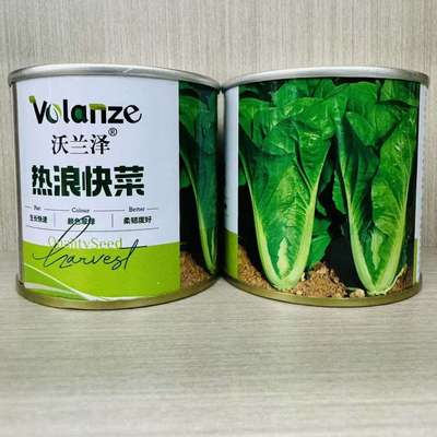 热浪快菜叶缘叶绿无茸毛质地柔糯口感脆甜耐热耐湿速生长高产抗病