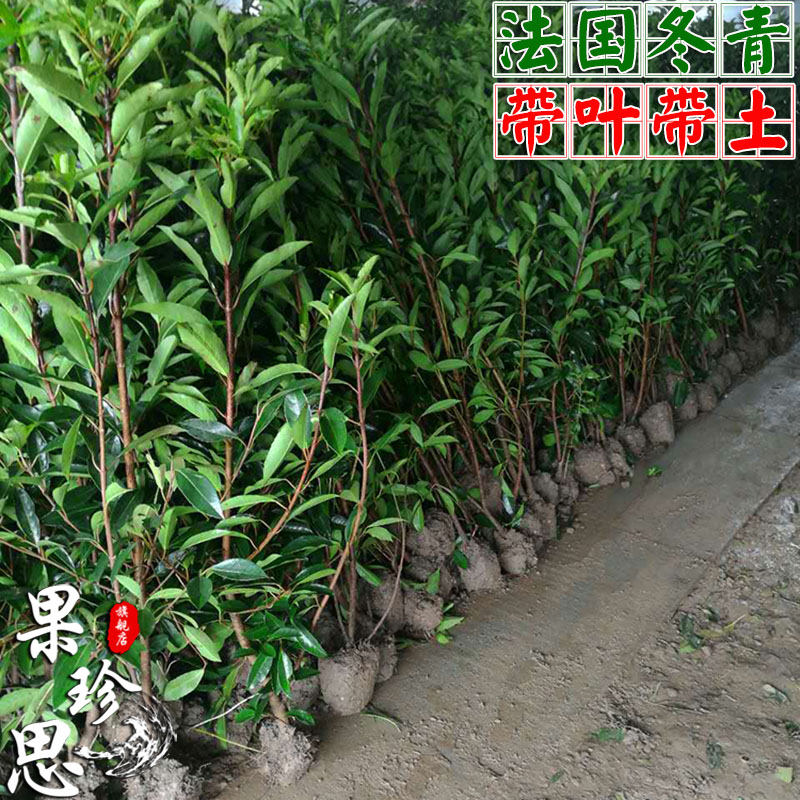大叶珊瑚树苗冬青苗四季常青法国冬青树苗篱笆苗庭院栏杆围墙植物
