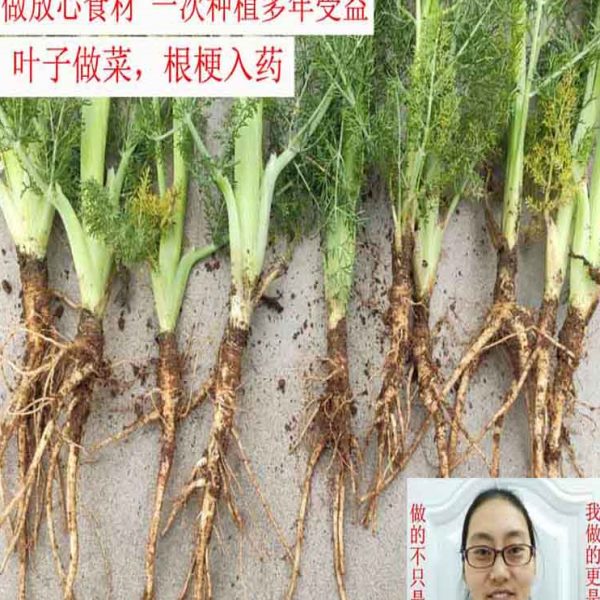 小茴香根苗 割茬蔬菜食用庭院阳台窗楼顶栽培绿植观赏易种植2年苗