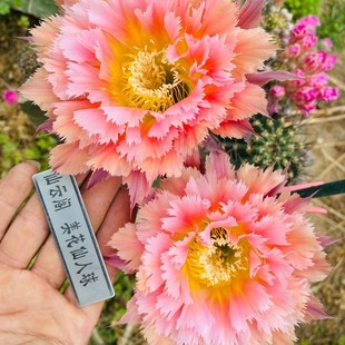 仙人球 艾拉绒球 彩草 凤羽1号 大花品种仙云阁毛花柱黄金妞丽花