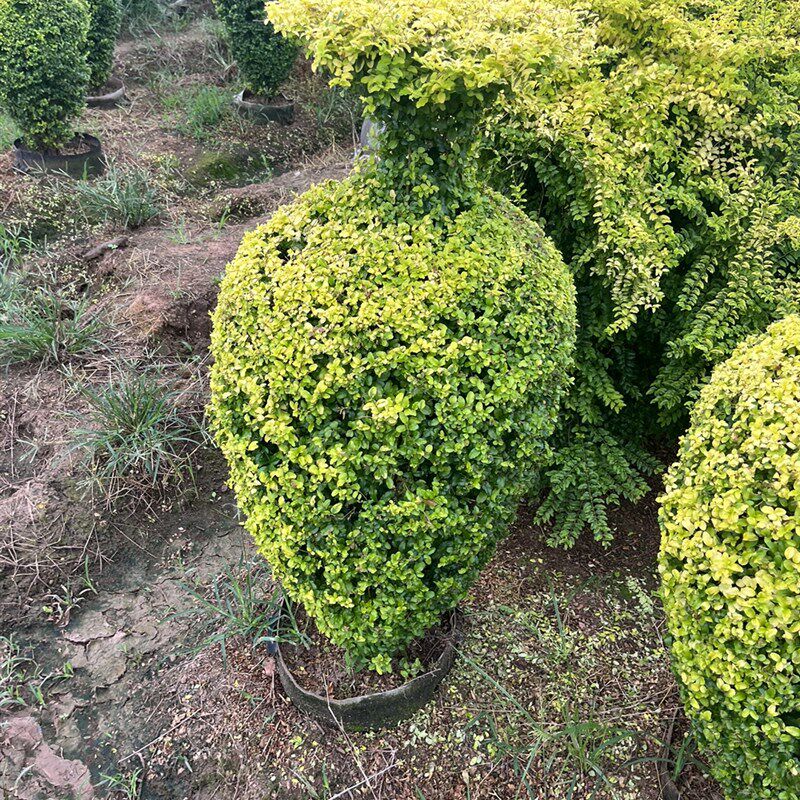 绿植耐寒棒棒糖植物金叶女真亮晶女贞棒棒糖树
