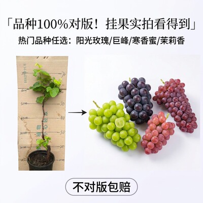 葡萄苗阳光玫瑰葡萄苗南北方种植