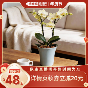 【李佳琦年货补给专场】年宵花卉蝴蝶兰室内北美冬青高级感盆栽