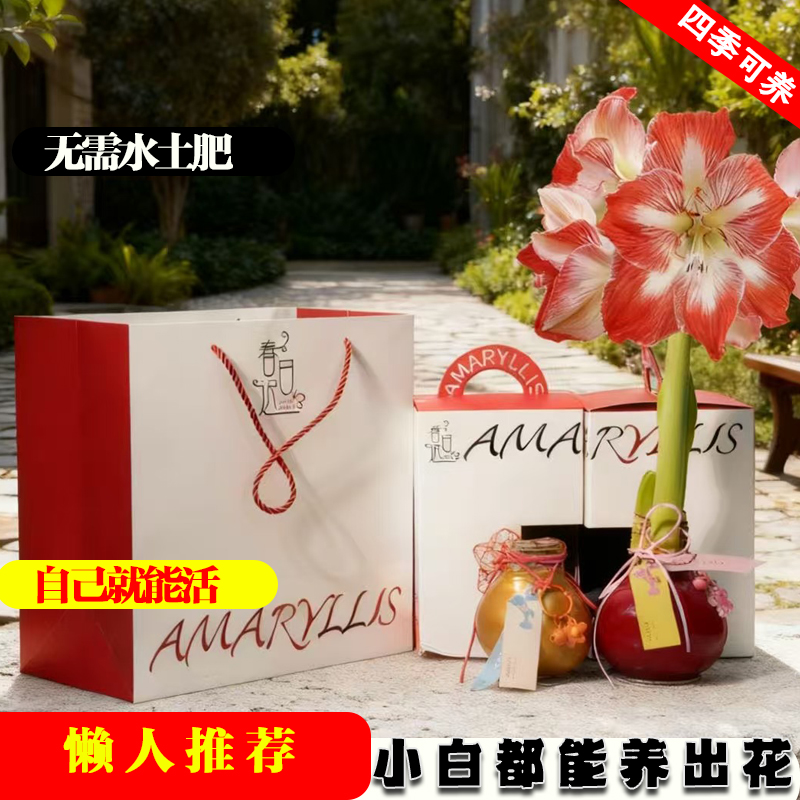 蜡封朱顶红种球节庆佳礼注定红