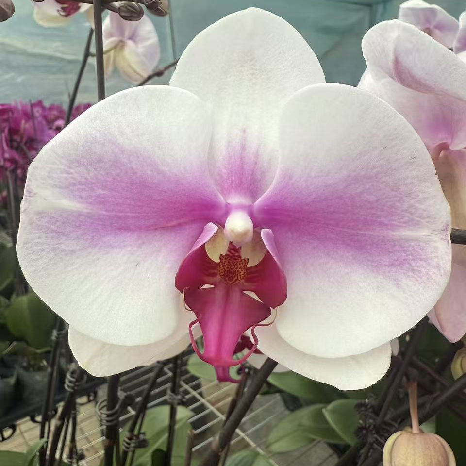 【婚纱】蝴蝶兰超大花白色粉色高度70cm左右办公室桌面绿植花卉