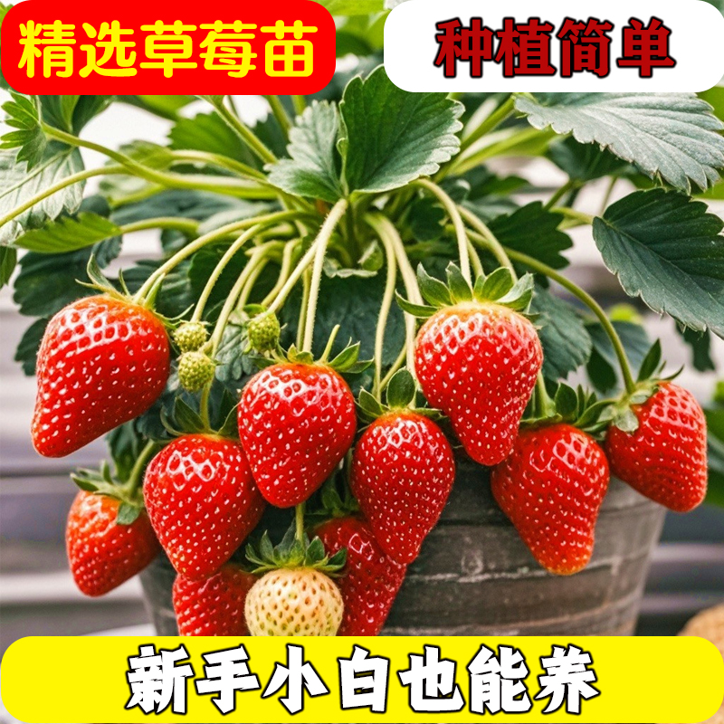 黑珍珠草莓苗盆栽带花带土种籽子