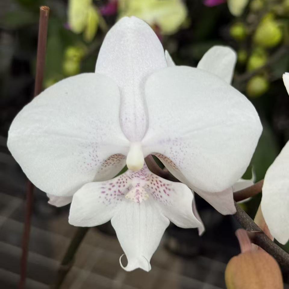【雪花】蝴蝶兰白色中花兰花洋兰阳台办公室盆栽花卉绿植