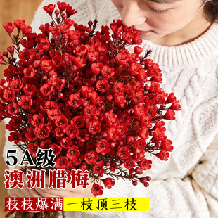 澳洲腊梅鲜花鲜切花束客厅水养干花插花云南基地直发摆件年宵真花