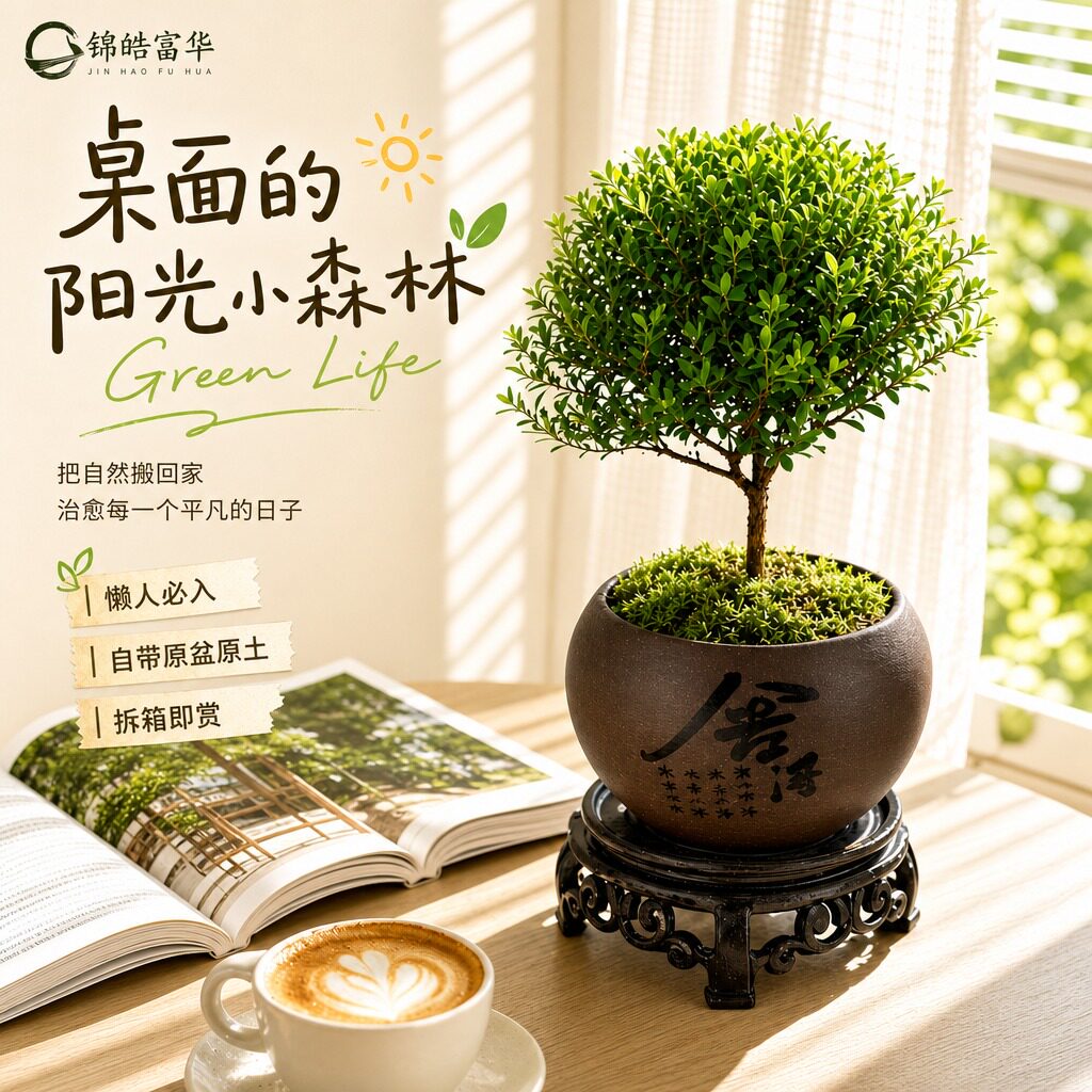 小叶赤楠盆栽盆景迷你桌面室内花卉植物办公桌小绿植盆栽新