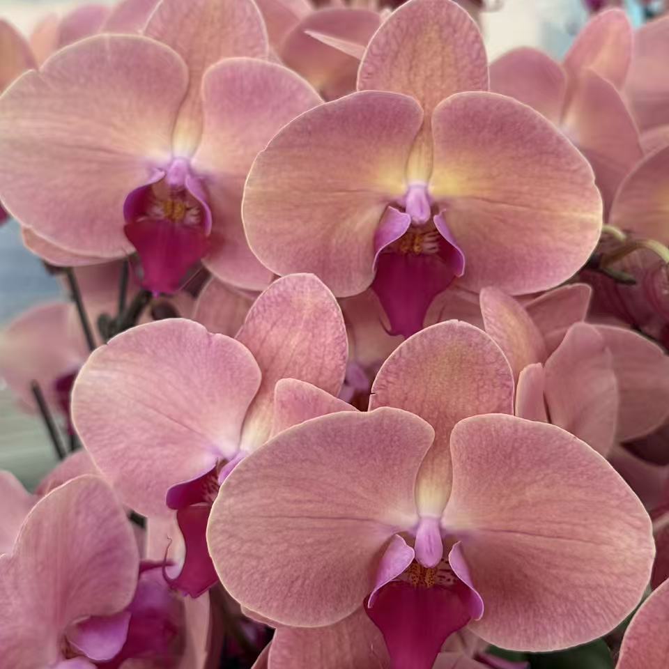 【欣欣向荣】蝴蝶兰大花四季开花花卉阳台办公室绿植基地直发包邮