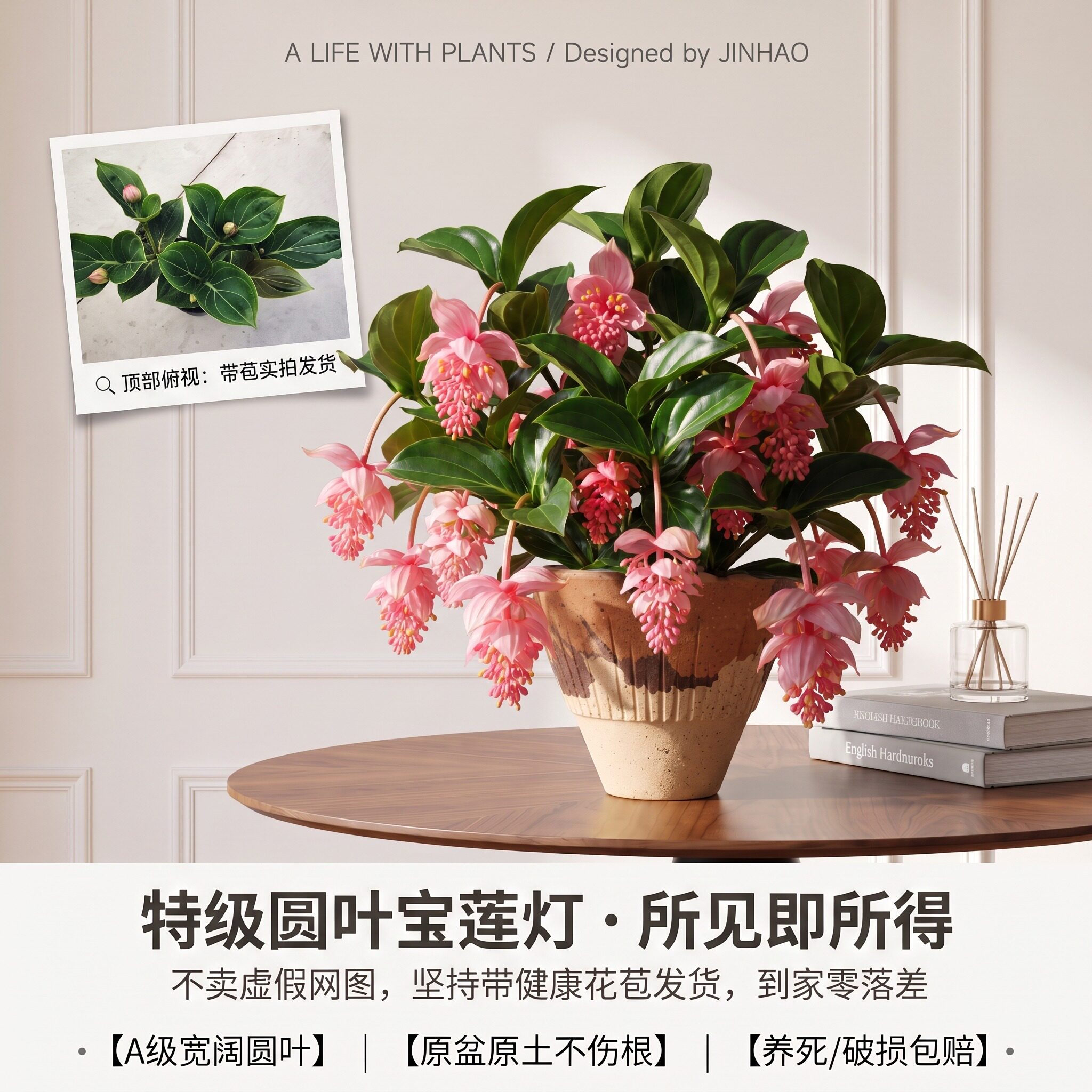 宝莲灯花盆栽花卉带花苞大苗室内客厅绿植四季开花好养活多年生