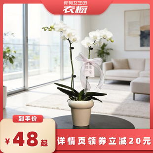 【所有女生的衣橱直播间】年宵花卉蝴蝶兰室内北美冬青高级感盆栽