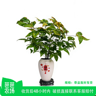 【芭芭农场】火焰南天竹盆景桌面耐寒植物花卉桌面绿植观叶植物