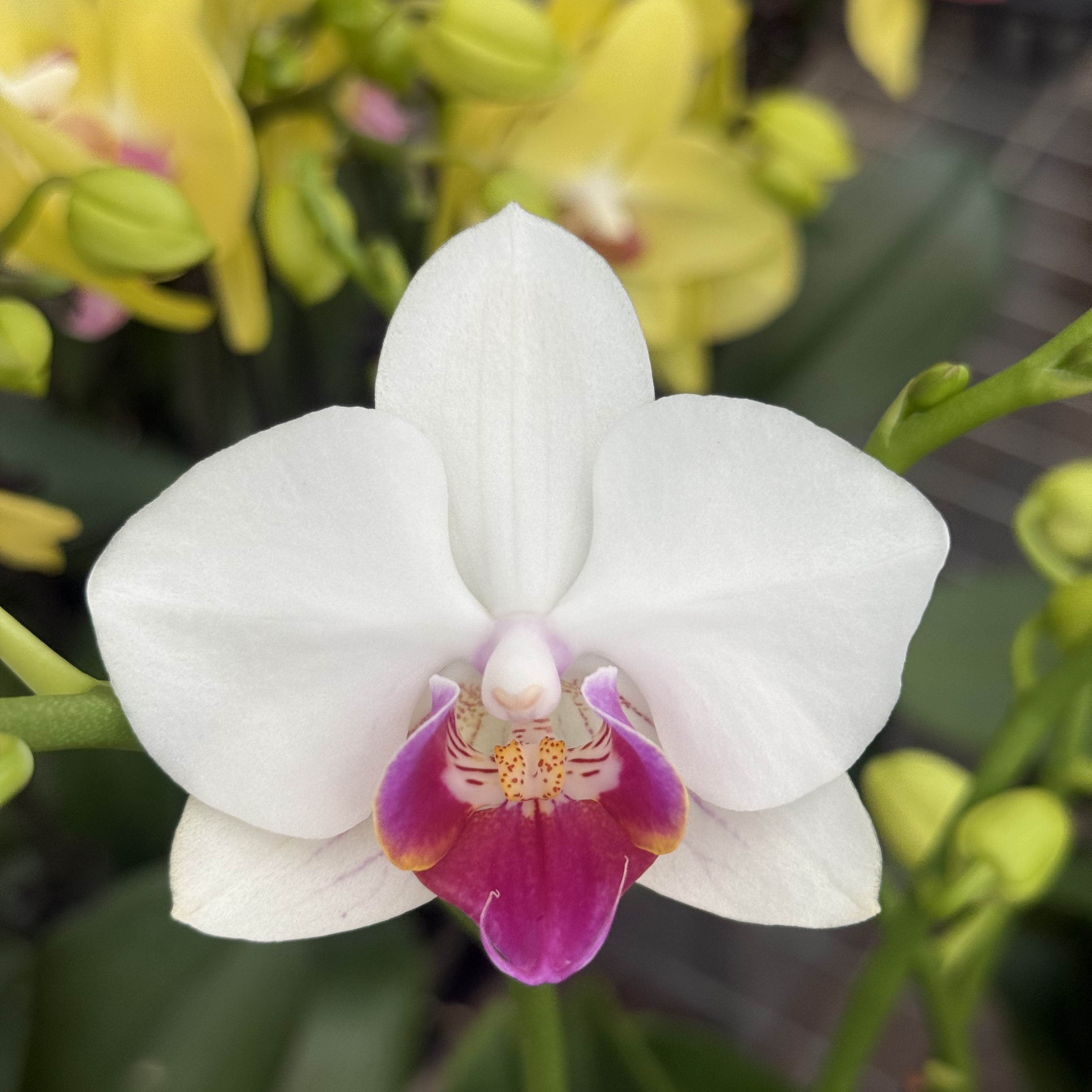 【小魔仙】蝴蝶兰白色桌面办公室绿植开花兰花洋兰盆栽包邮