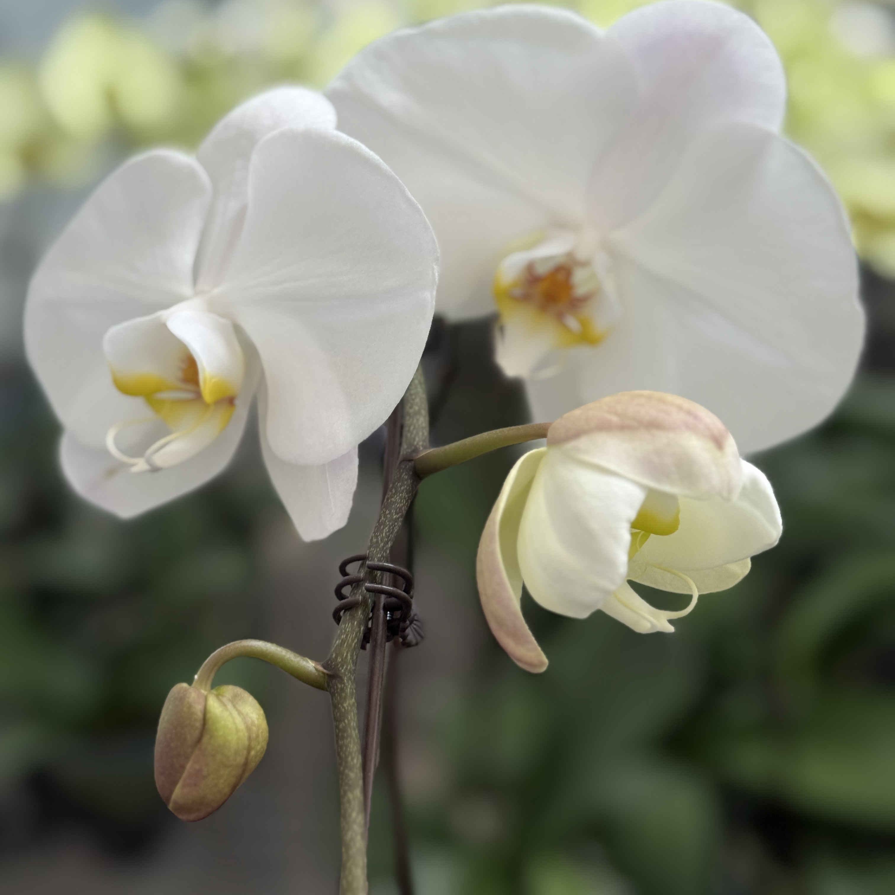 【大白】蝴蝶兰超大花纯白色开花洋兰兰花花卉盆栽植物办公室绿植