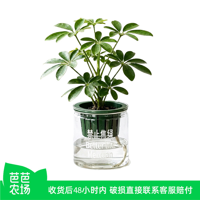 八方来财 鸭脚木盆栽桌面绿植好养花卉植物新手小白