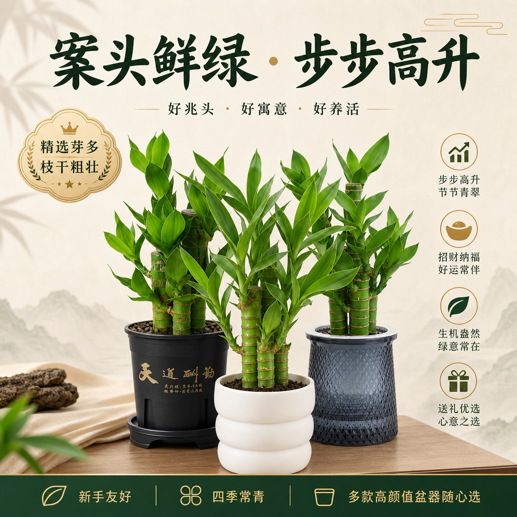 步步高富贵竹观叶盆栽室内客厅办公室招财纳福绿植好养活四季常青
