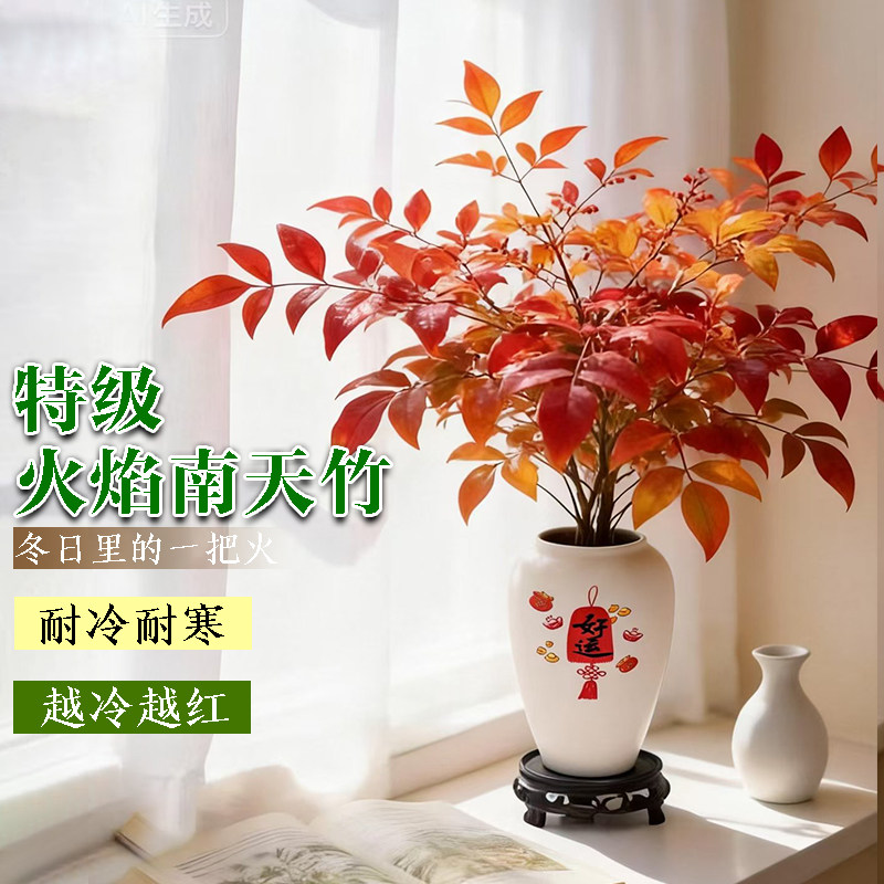 火焰南天竹盆栽客厅室内绿植红叶桌面盆景小矮桩特级树苗四季好养,鲜花速递/花卉仿真/绿植园艺,绿植,淘宝优惠券,粉丝福利购,淘宝优惠卷
