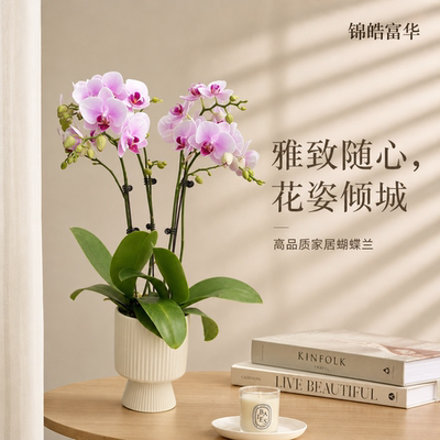 基地现发蝴蝶兰原盆带花新手友好