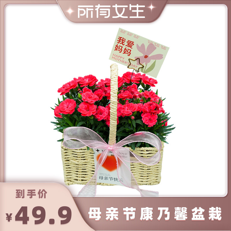 【所有女生】康乃馨盆栽鲜花礼盒送闺蜜母亲节礼物花篮