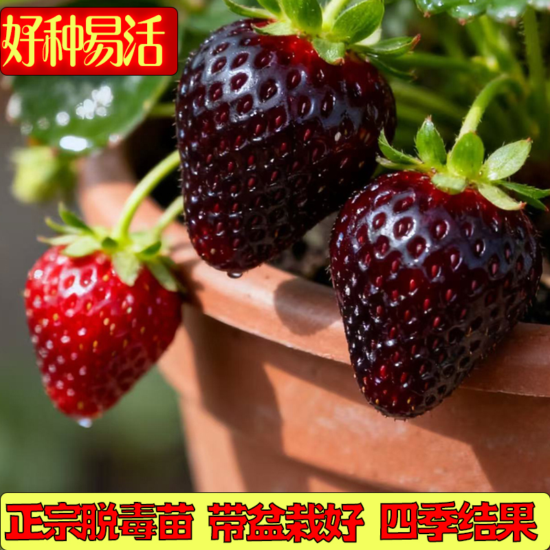 阳台优质草莓盆栽带盆脱毒种植果苗四季结果绿植室内好养易活植物