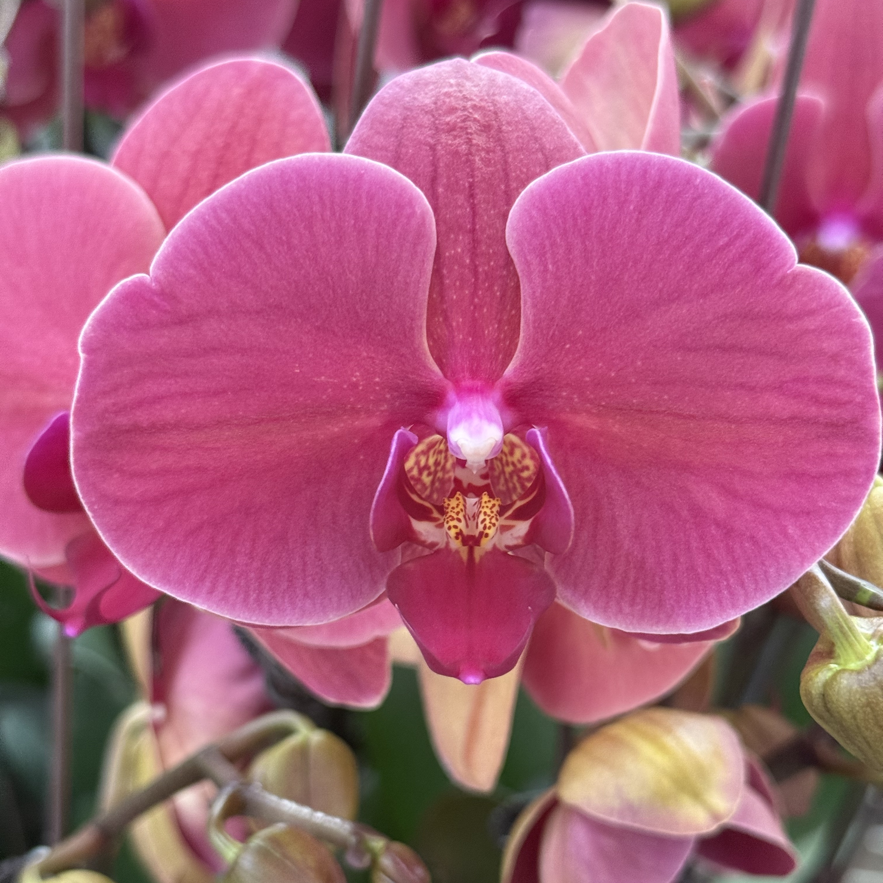 【砂糖桔】蝴蝶兰阳台办公桌盆栽全年开放绿植花卉兰花四季开花