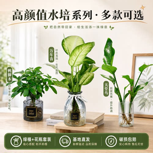水培植物新手耐阴迷你花卉绿植