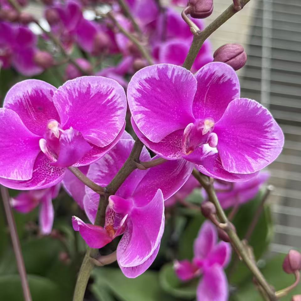 【插脚满天红】蝴蝶兰办公室桌面阳台植物全年开花兰花洋兰盆栽