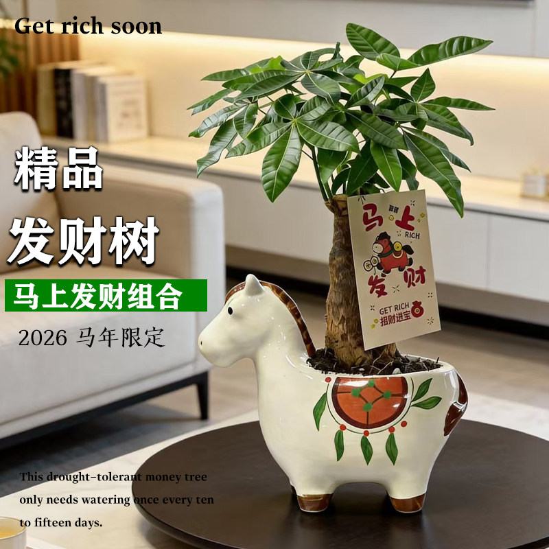 马上发财新款发财树小马盆栽办公室桌面绿植招财植物马年新春礼物,鲜花速递/花卉仿真/绿植园艺,绿植,淘宝优惠券,粉丝福利购,淘宝优惠卷