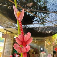 粉色芭蕉夢幻蕉熱帶鮮切花稀有粉奇異新奇鮮花基地現(xiàn)采現(xiàn)發(fā)二只裝