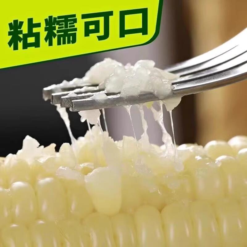 东北白糯玉米甜糯粘玉米棒