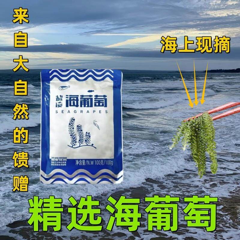 速发新鲜海葡萄长寿菜海藻