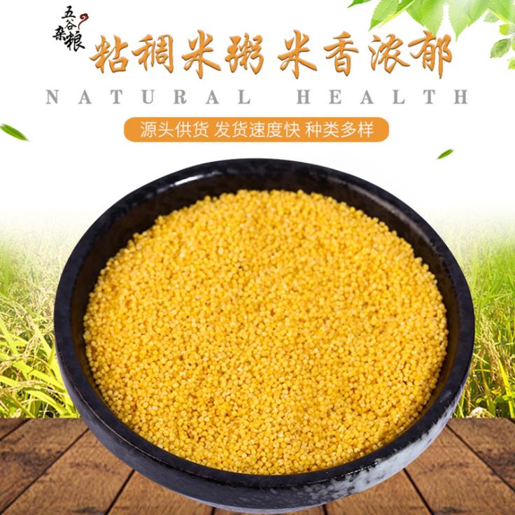 敖汉有机黄小米新米500g/袋正宗内蒙特产赤峰小米杂粮敖汉发源地