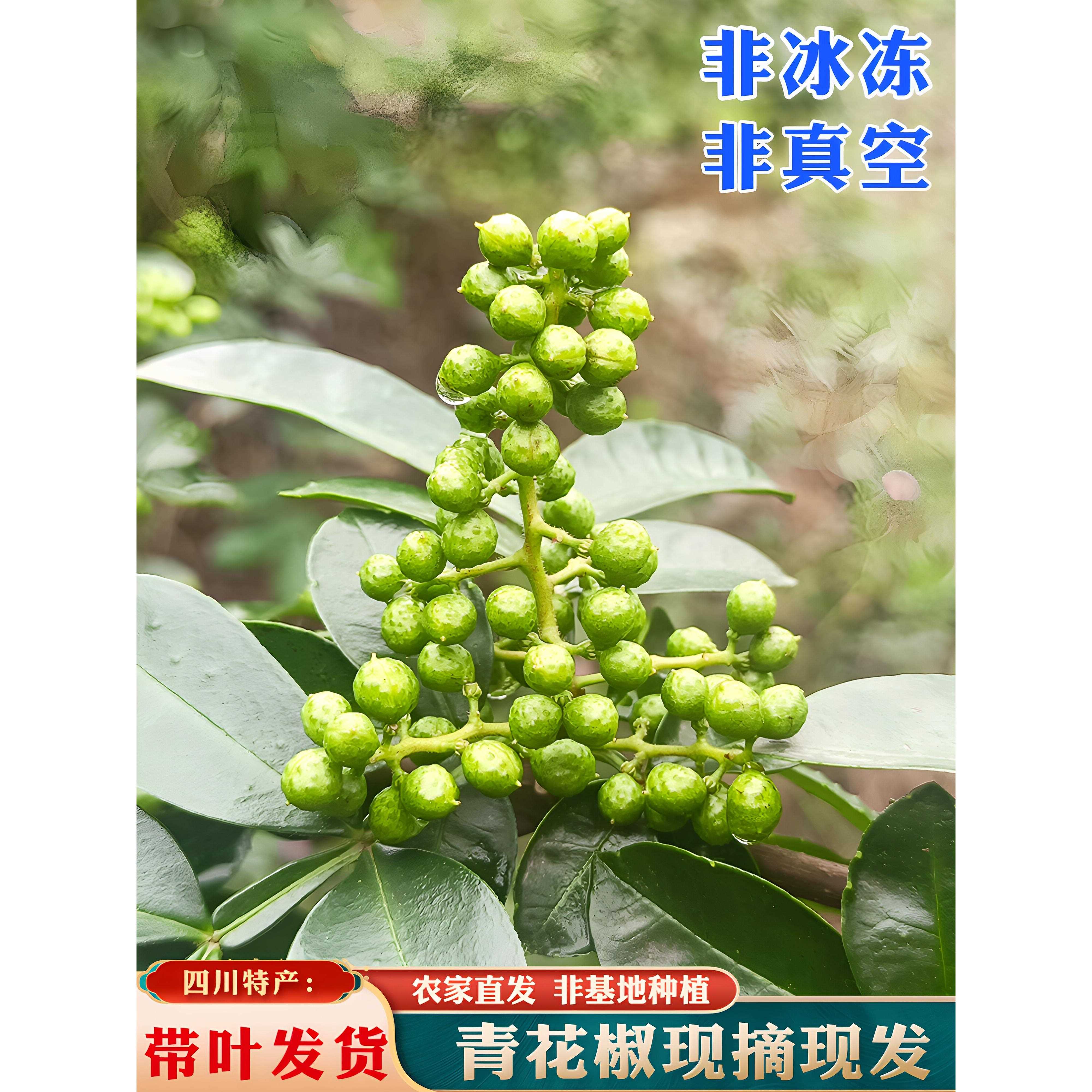 青花椒四川新鲜青花椒现摘现发特麻藤椒汉源江津湿青花椒带叶发货