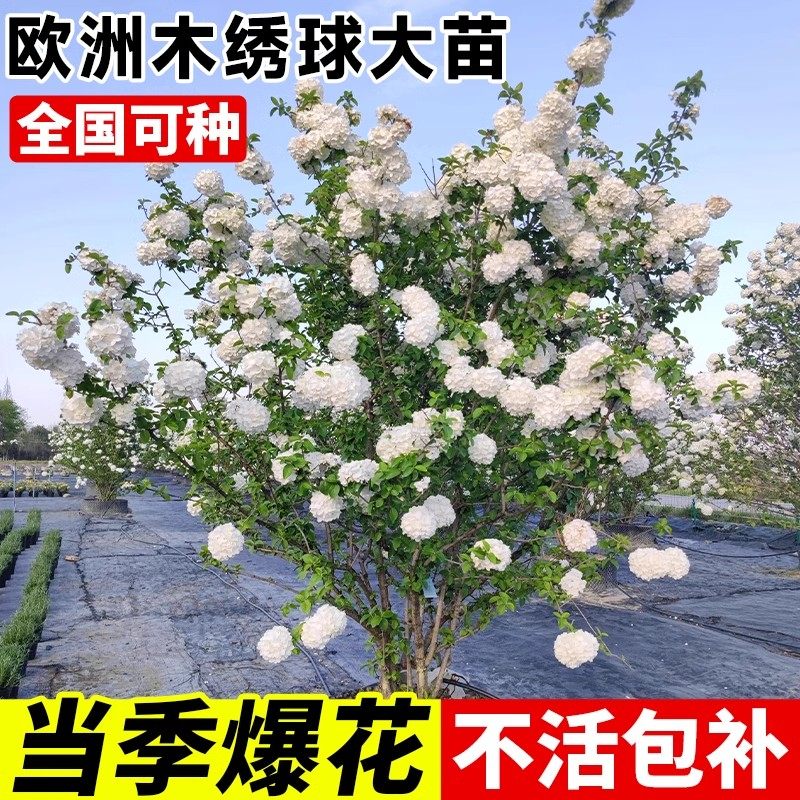 欧洲木绣球大苗中华树苗盆栽庭院室外老桩风景树斗球花卉植物花苗