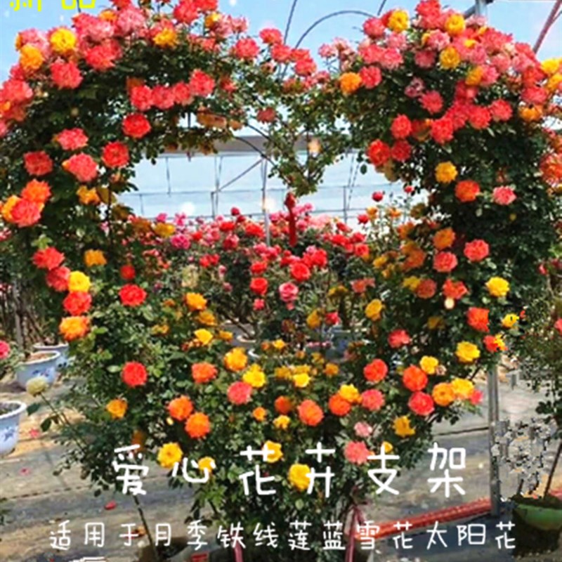 月季花大爱心造型支架铁艺爬藤蓝雪花矮牵牛金属焊接盆景花架