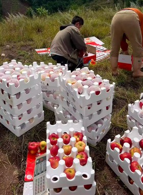 云南昭通高山农家自种当季冰糖心丑苹果新鲜水果红富士野生苹果