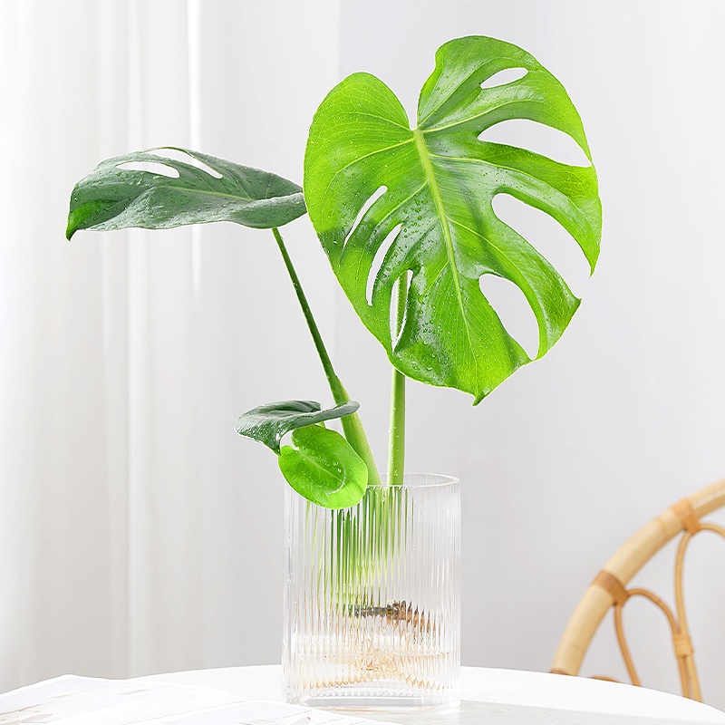 水培龟背竹老桩盆栽四季水培植物室内好养办公室绿植玻璃创意水养