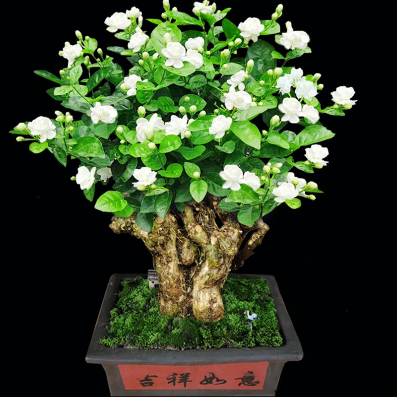 茉莉花老桩盆栽白色重瓣室内外高矮阳台庭院绿植四季开花浓香好养