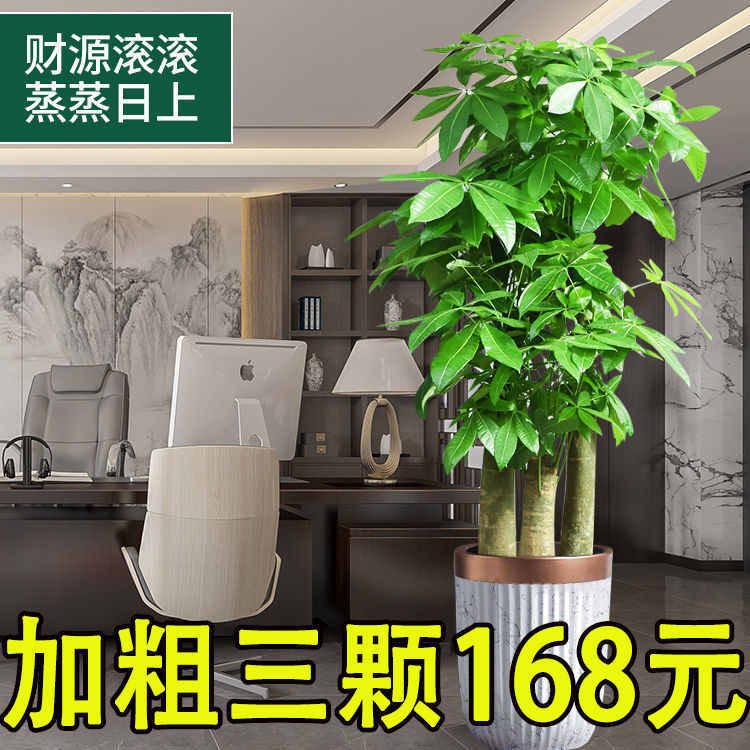 步步高发财树盆栽室内好养活三杆大型招财树绿植客厅乔迁开业植物