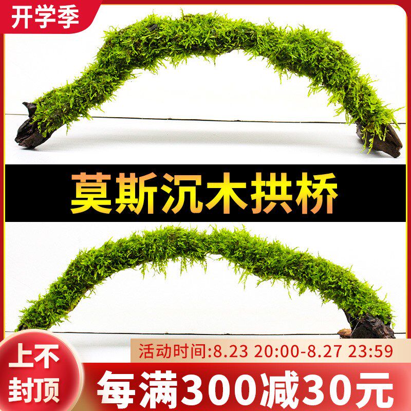 莫斯水草沉木拱桥鱼缸造景水草真草水培植物鱼草成品慕斯树躲避屋