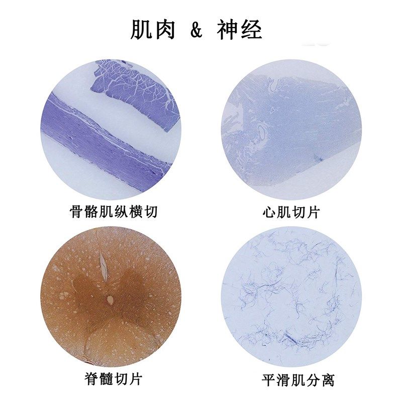 心肌切片骨骼肌纵横切片等4种肌肉神经组织学玻片标本HE染色