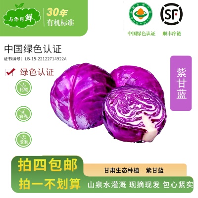 (顺丰冷链)紫甘蓝新鲜有机蔬菜现摘现发自种紫甘蓝高原夏菜辅食