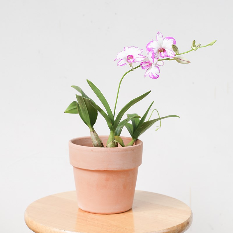 海蒂的花园 兰花国兰杂交兰卡特兰草本阳台室内花卉植物盆栽苗