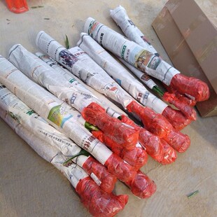 大叶富贵竹金边 有带老根可水养土培 好养易活办公桌面绿植物盆栽