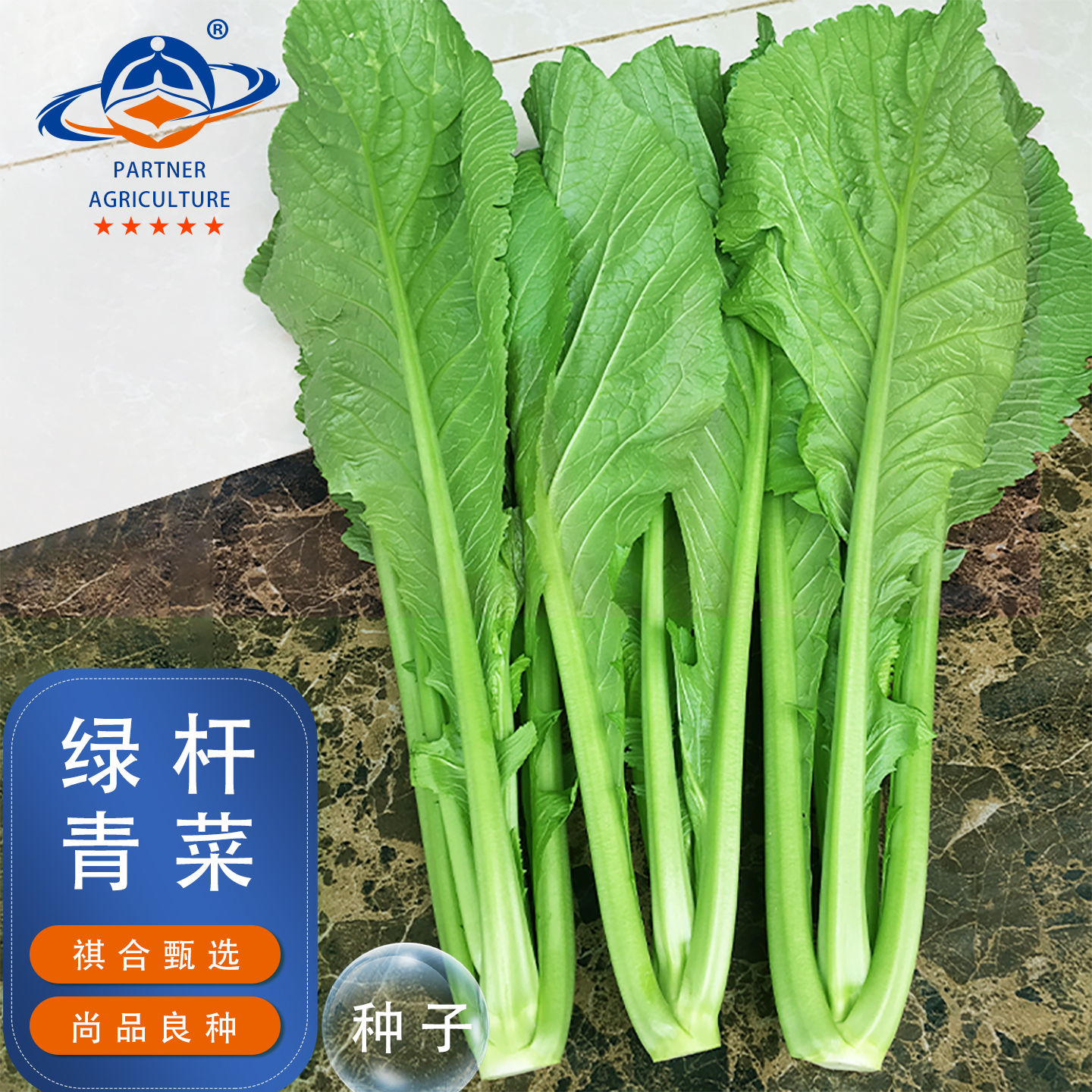 云南四季青菜种子小苦菜绿杆