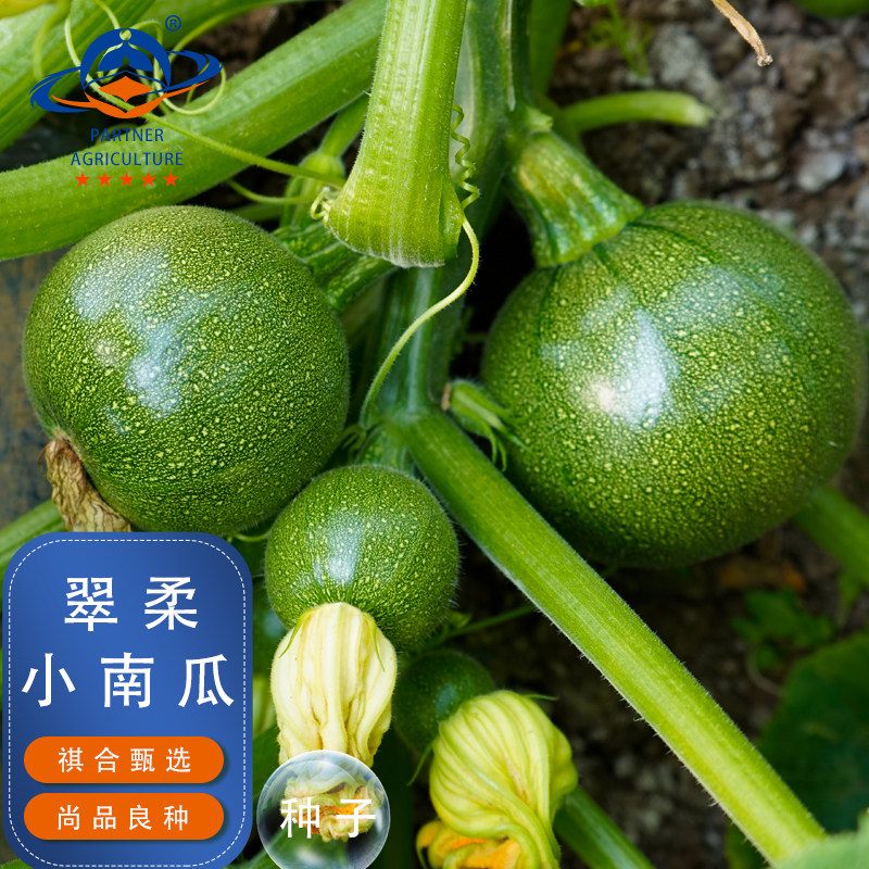 云南无蔓嫩南瓜种子四季懒人食用青皮小南瓜不大果西葫芦蔬菜种籽